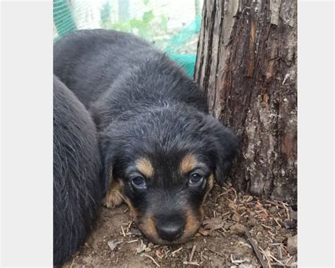 regalo cuccioli palermo|Regalo cuccioli.